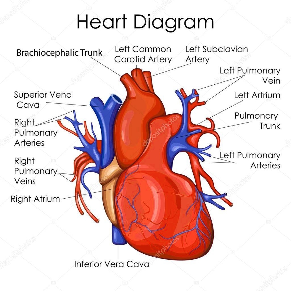 Human Heart Diagram