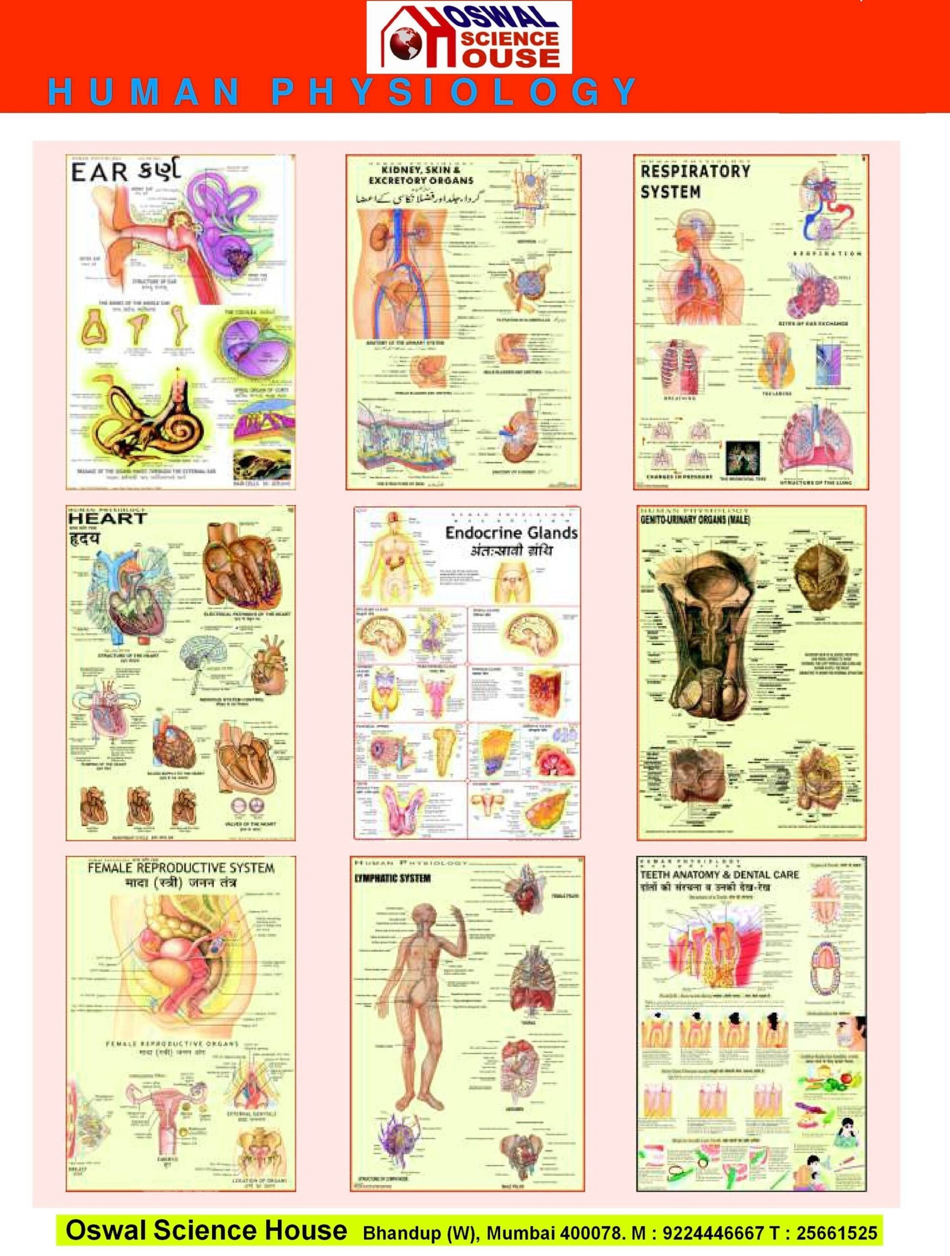 Human Physiology Chart