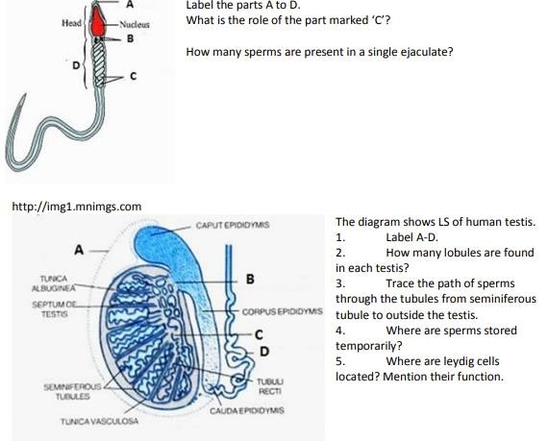 Human Reproduction Class 12 Diagrams