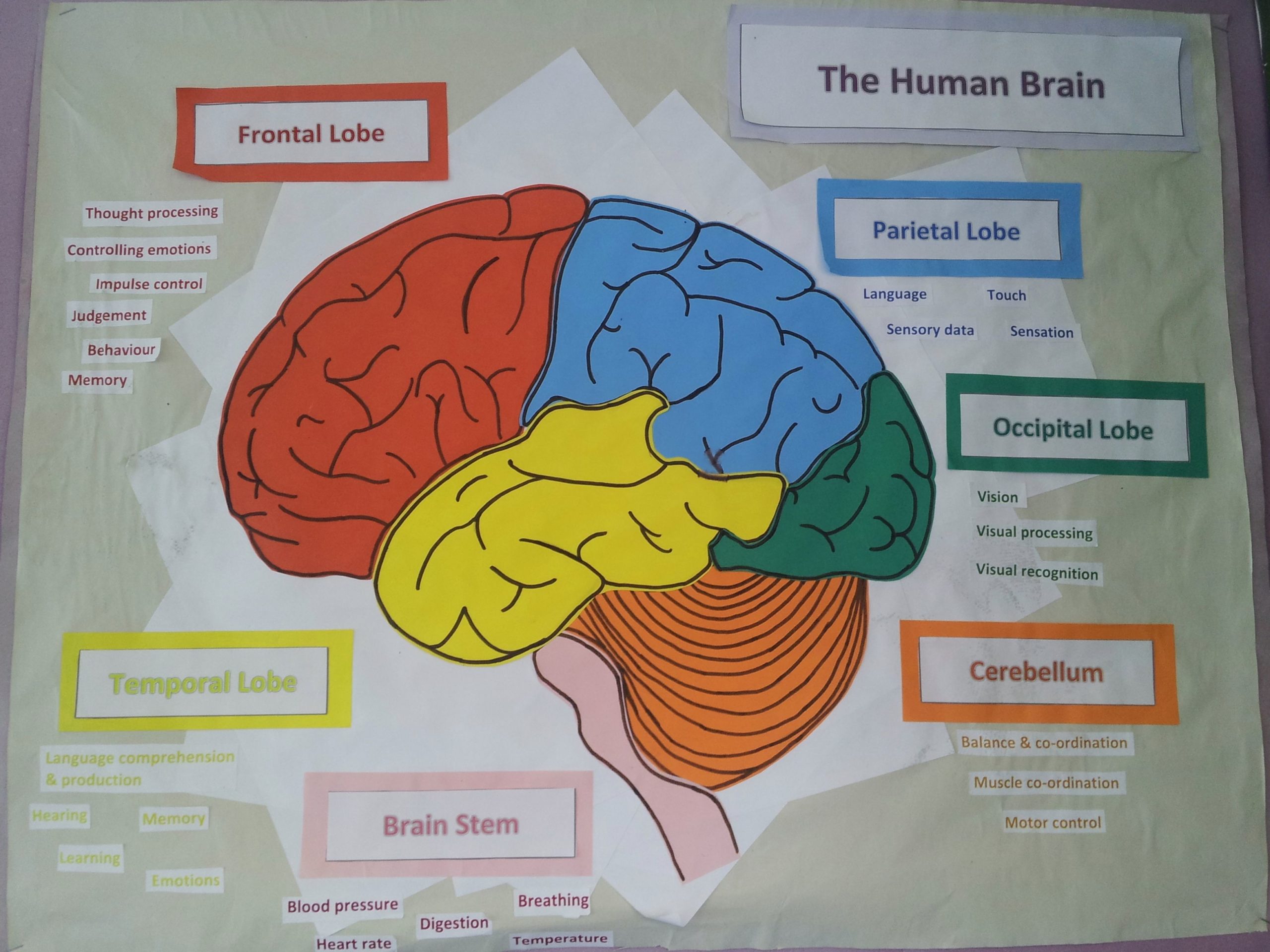 Human brain explained