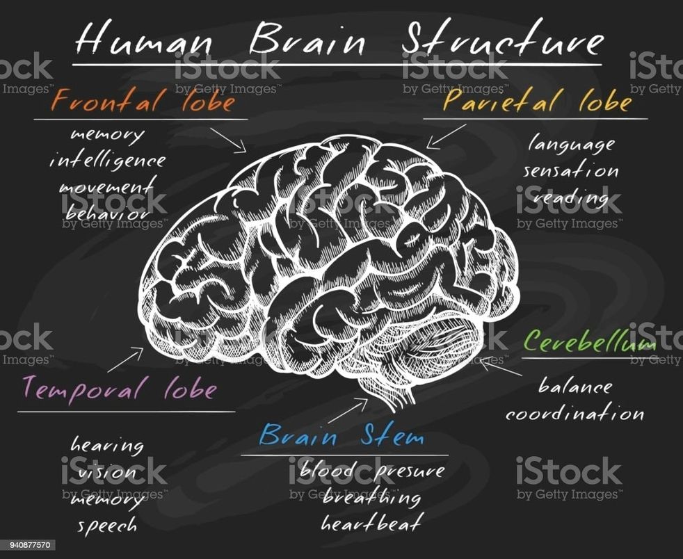 Human brain structure