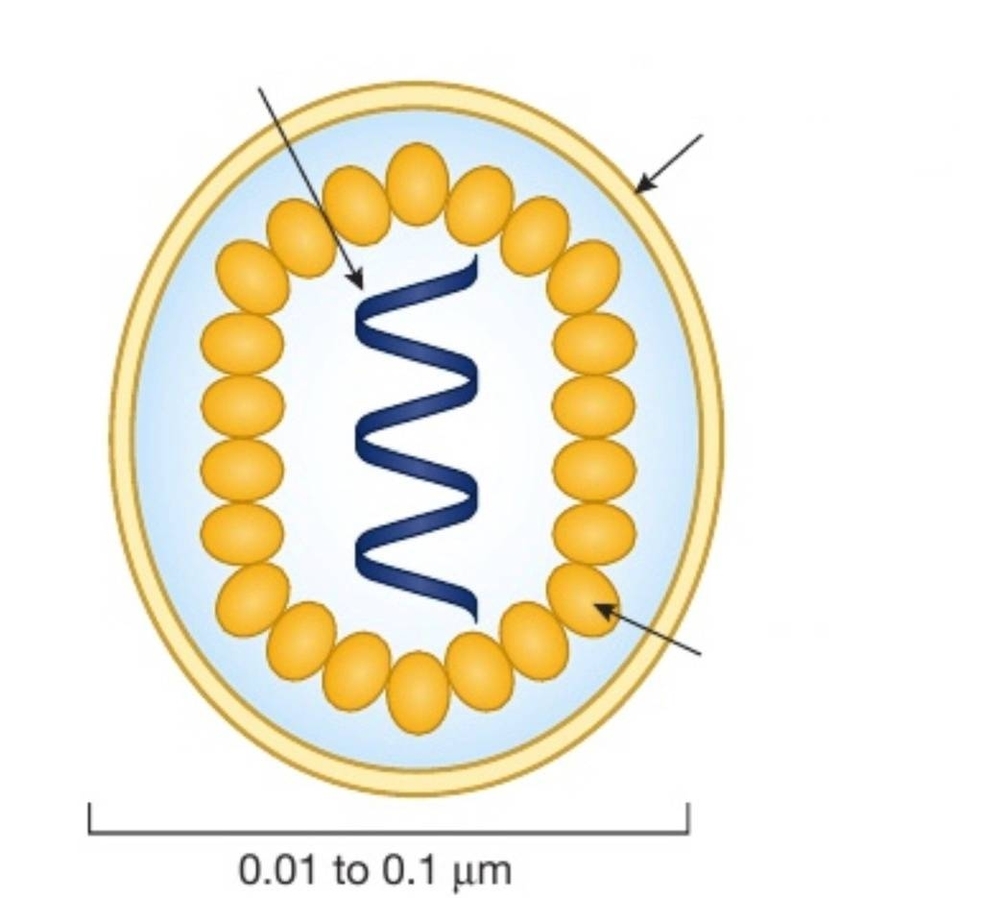 Igcse Biology Virus Particle Diagram