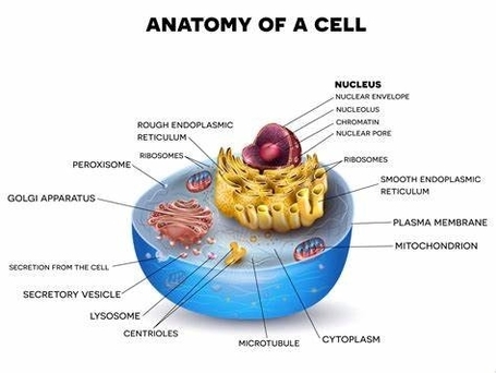 Introduction To Biological Cells