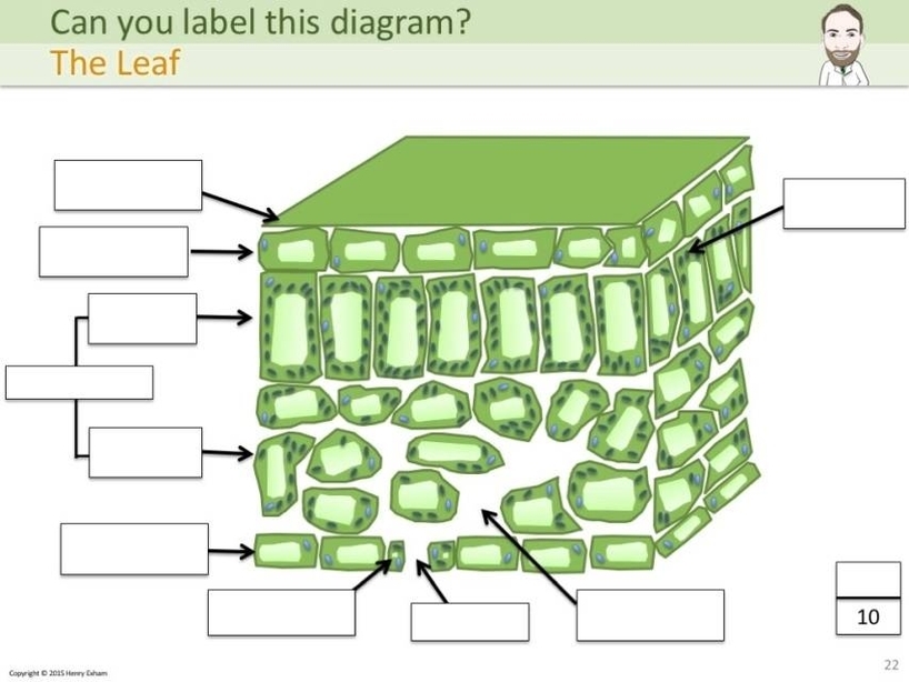 Leaf Diagram