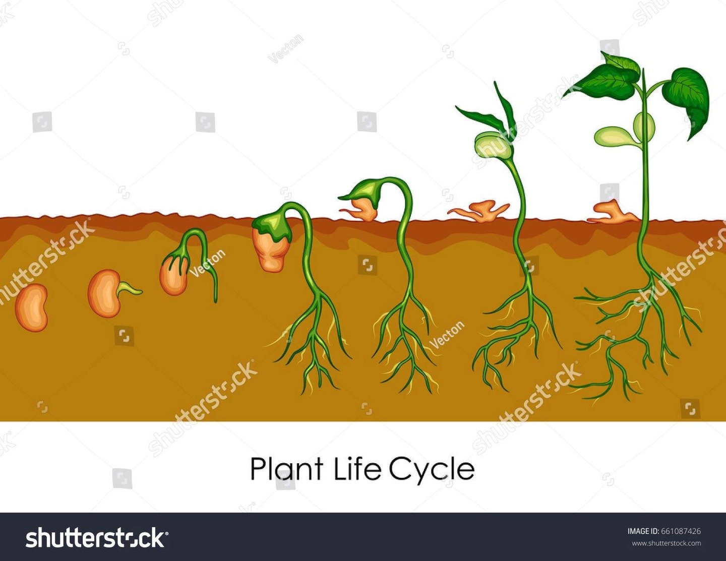 Life Cycle Of A Ferns