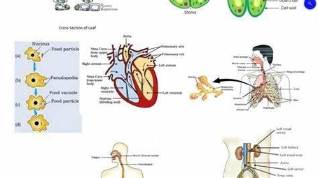 Life Processes All Diagram Class 10 Visual