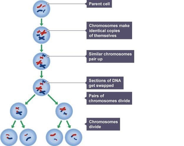 Meiosis