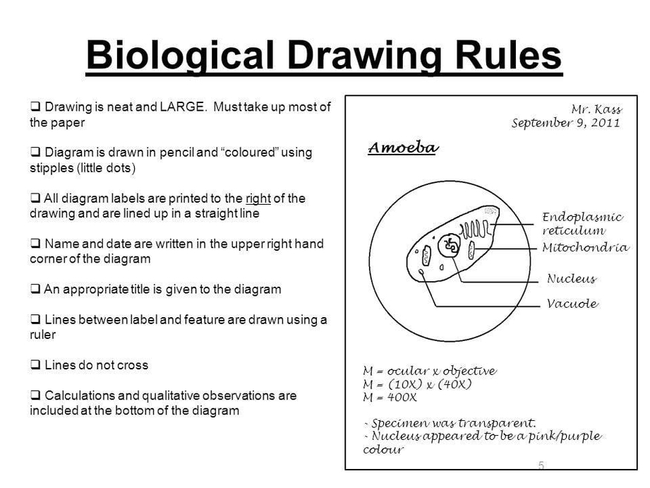 Microscope Drawing Worksheet