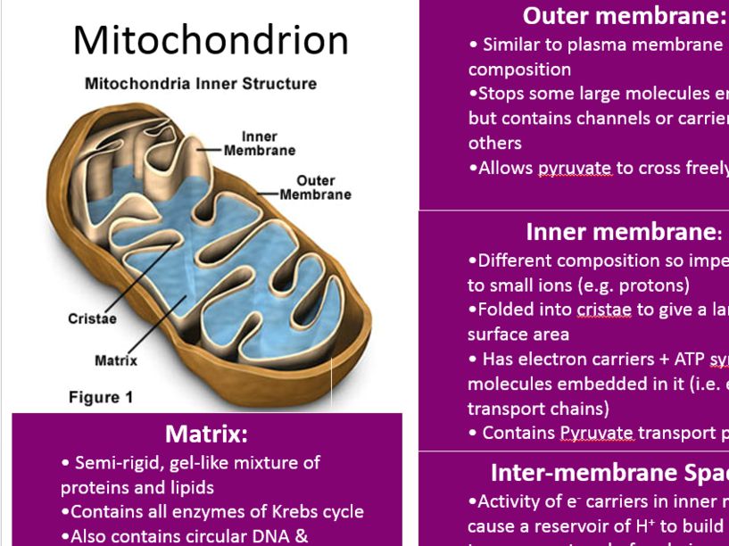 Miitochondrion diagram