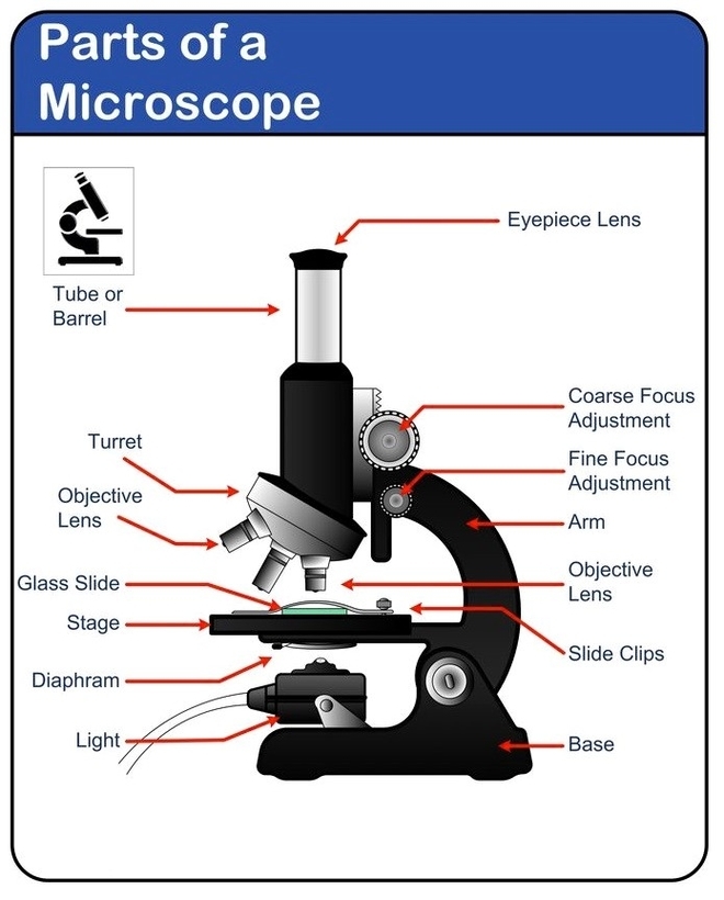Miscroscope diagram