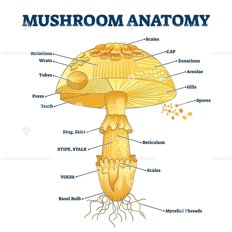 Mushroom anatomy with labels