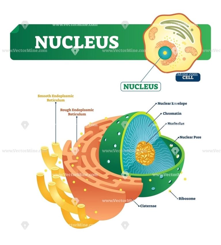 cell-nucleus-structure-and-function-youtube