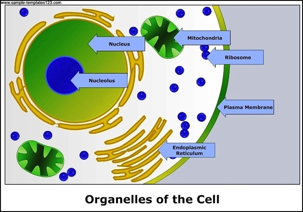 Organelles of a cell