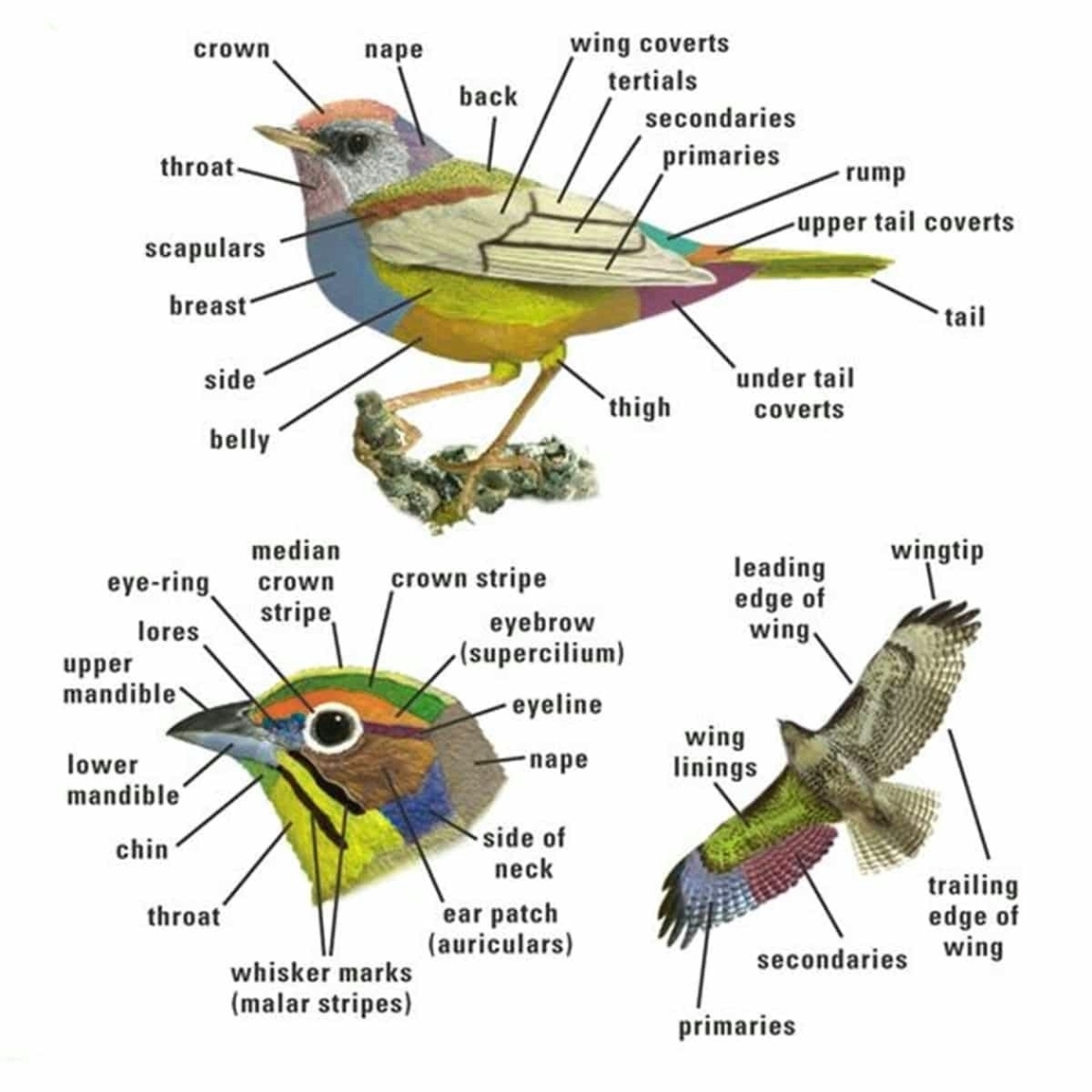 Parts Of A Bird