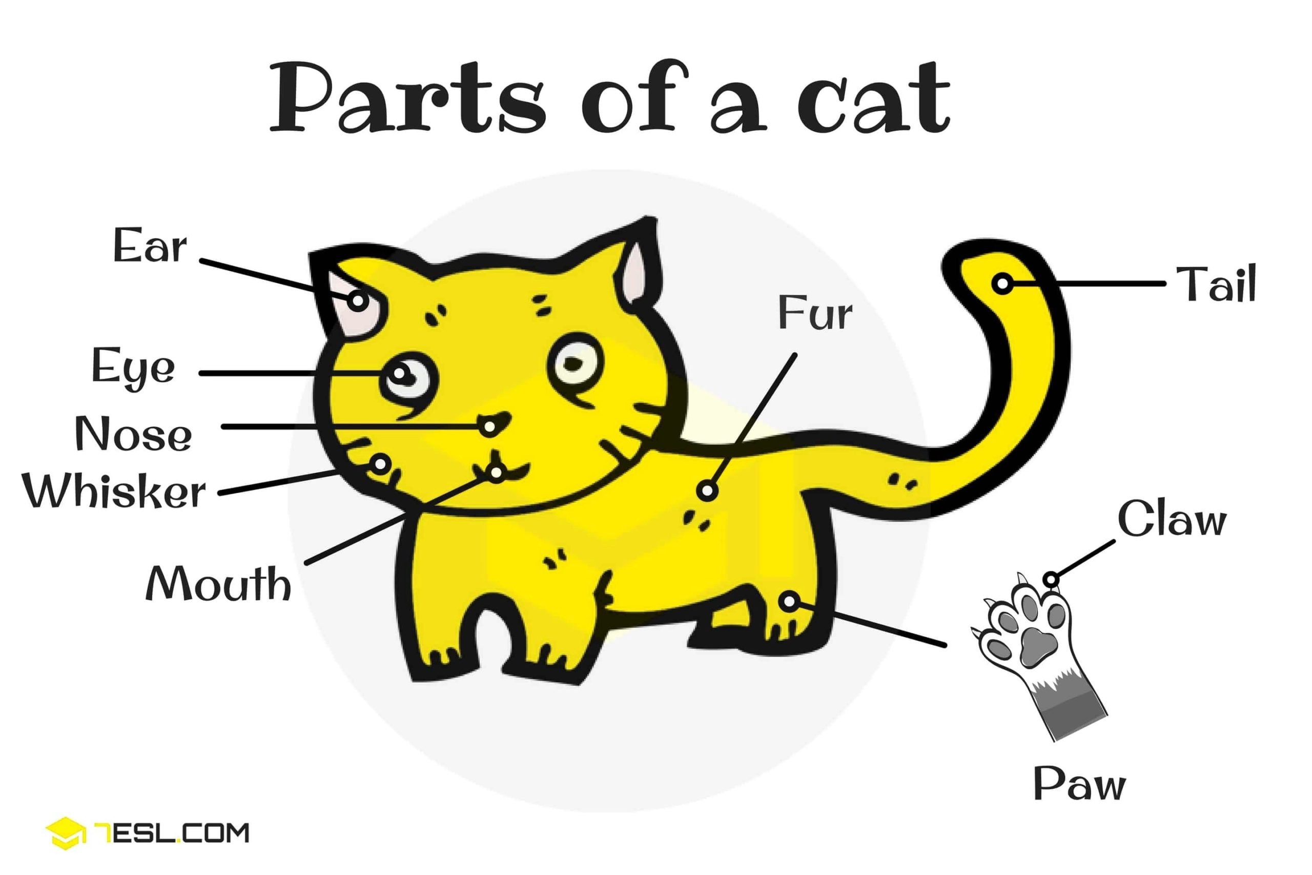 Parts Of A Cat