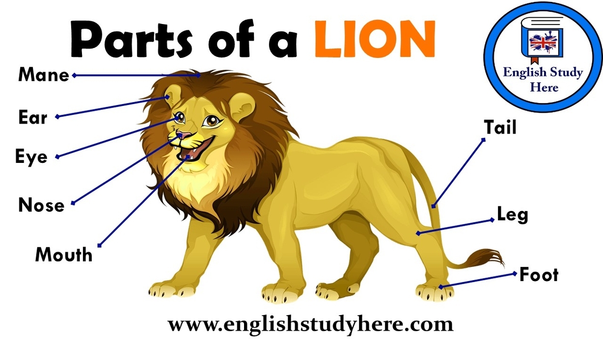 Parts Of A Lion