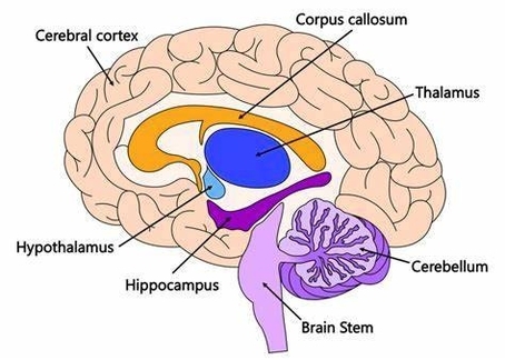 Parts Of The Brain