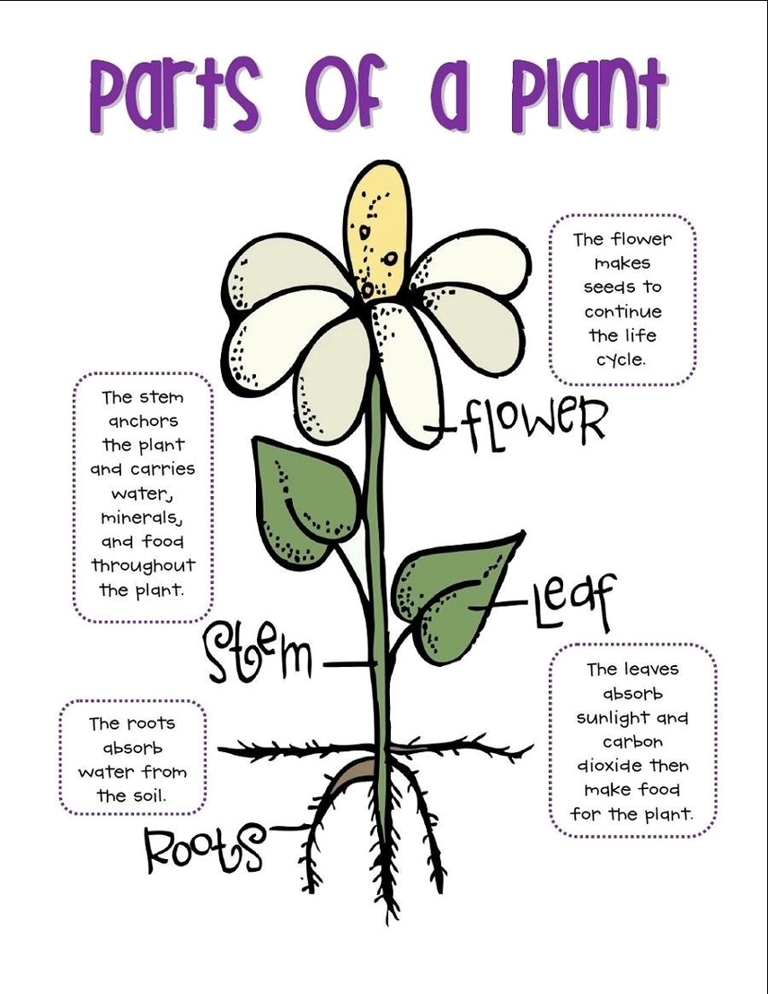 Plant Diagram For Kids