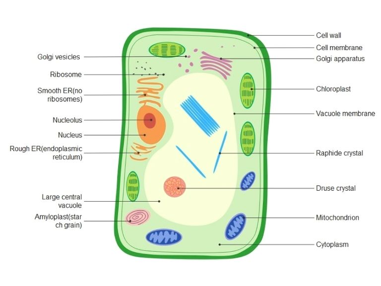 Parts of animal cell