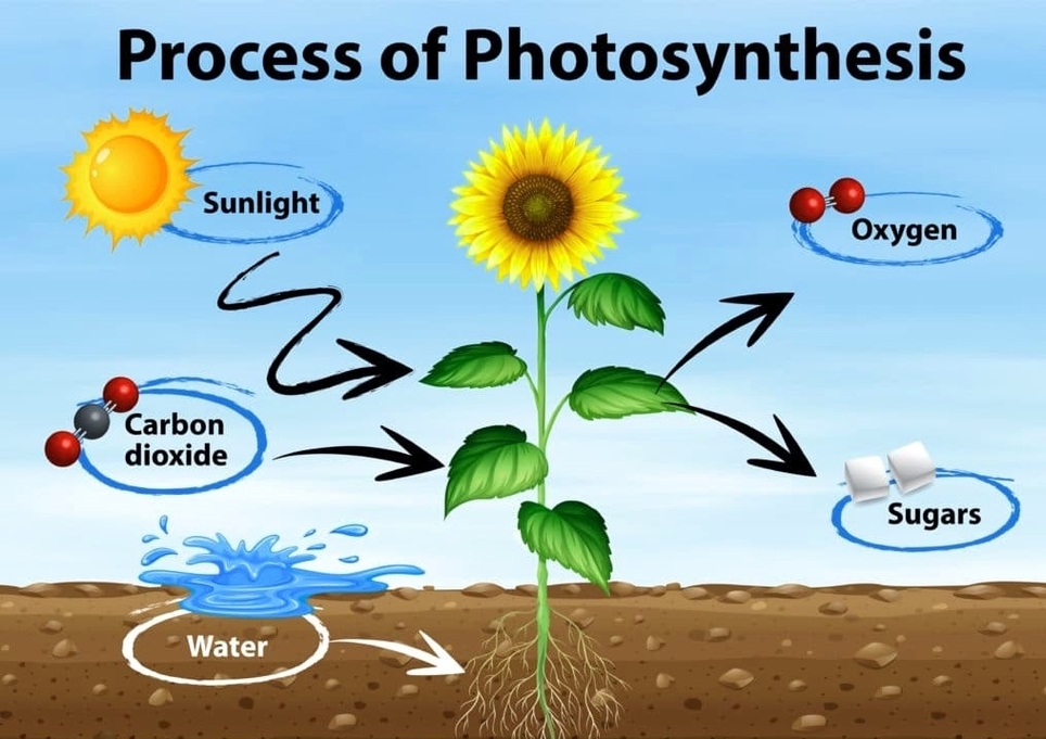 Photosynthesis Process Diagram