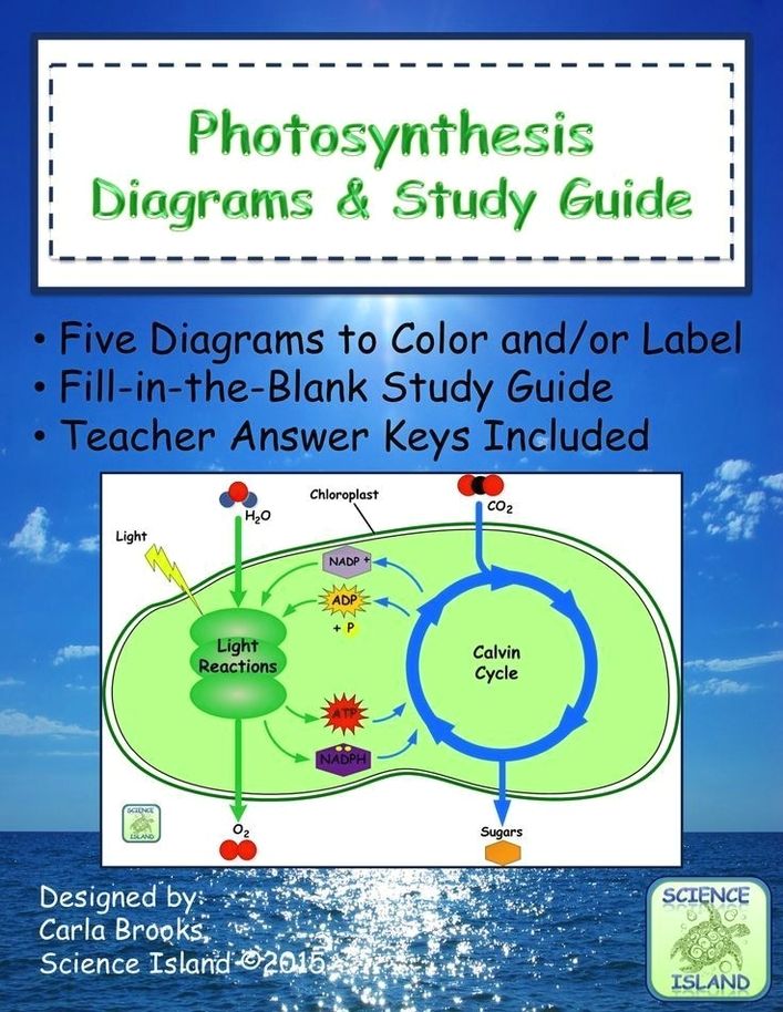 Photosynthesis study guide