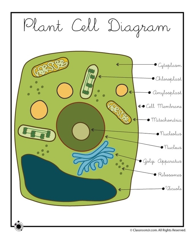 Plant And Animal Cell Diagrams
