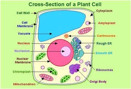 Plant Cell Diagram Explanation