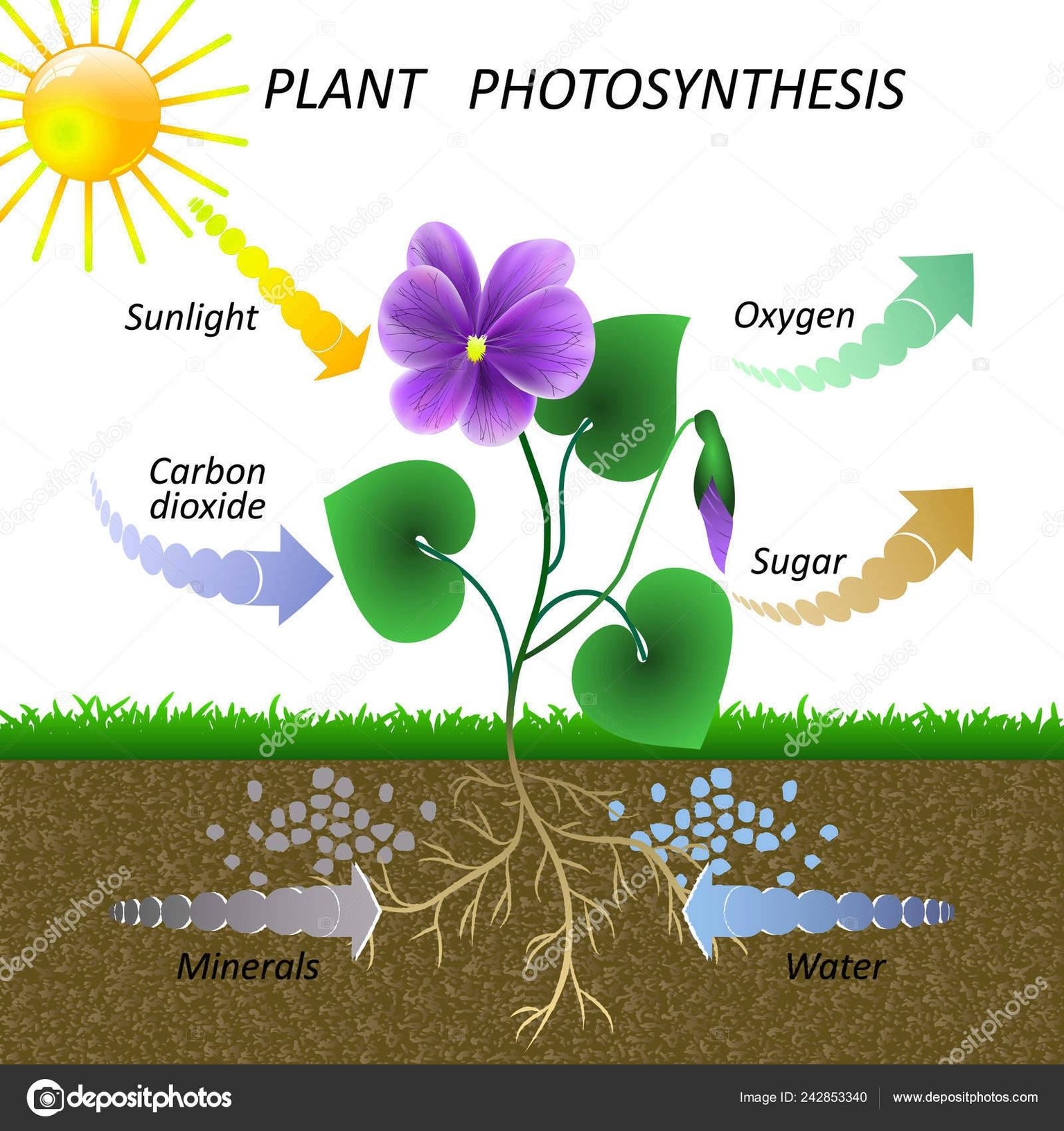 Plant Photosynthesis Diagram Visual