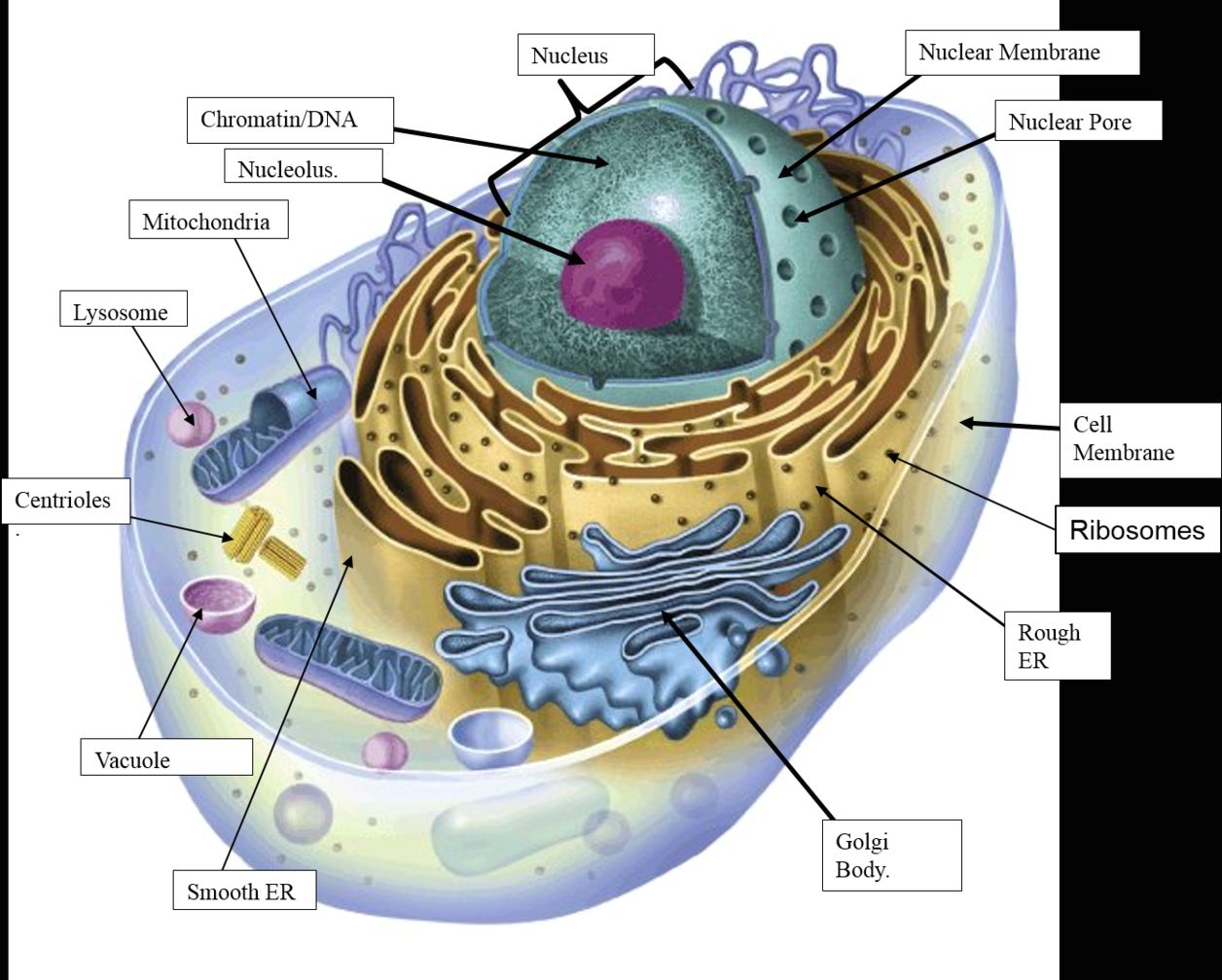 Plant and animal cell diagram