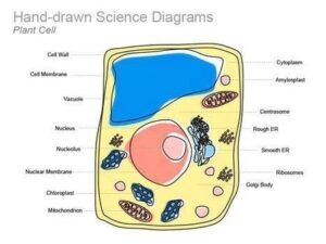 Ygraph - Your Graphs, Charts and Diagrams