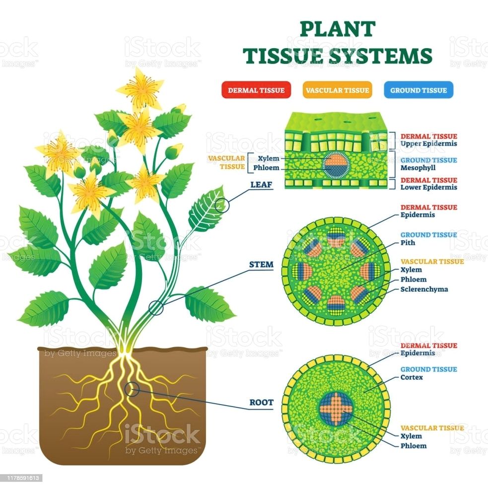 Plant tissue systems