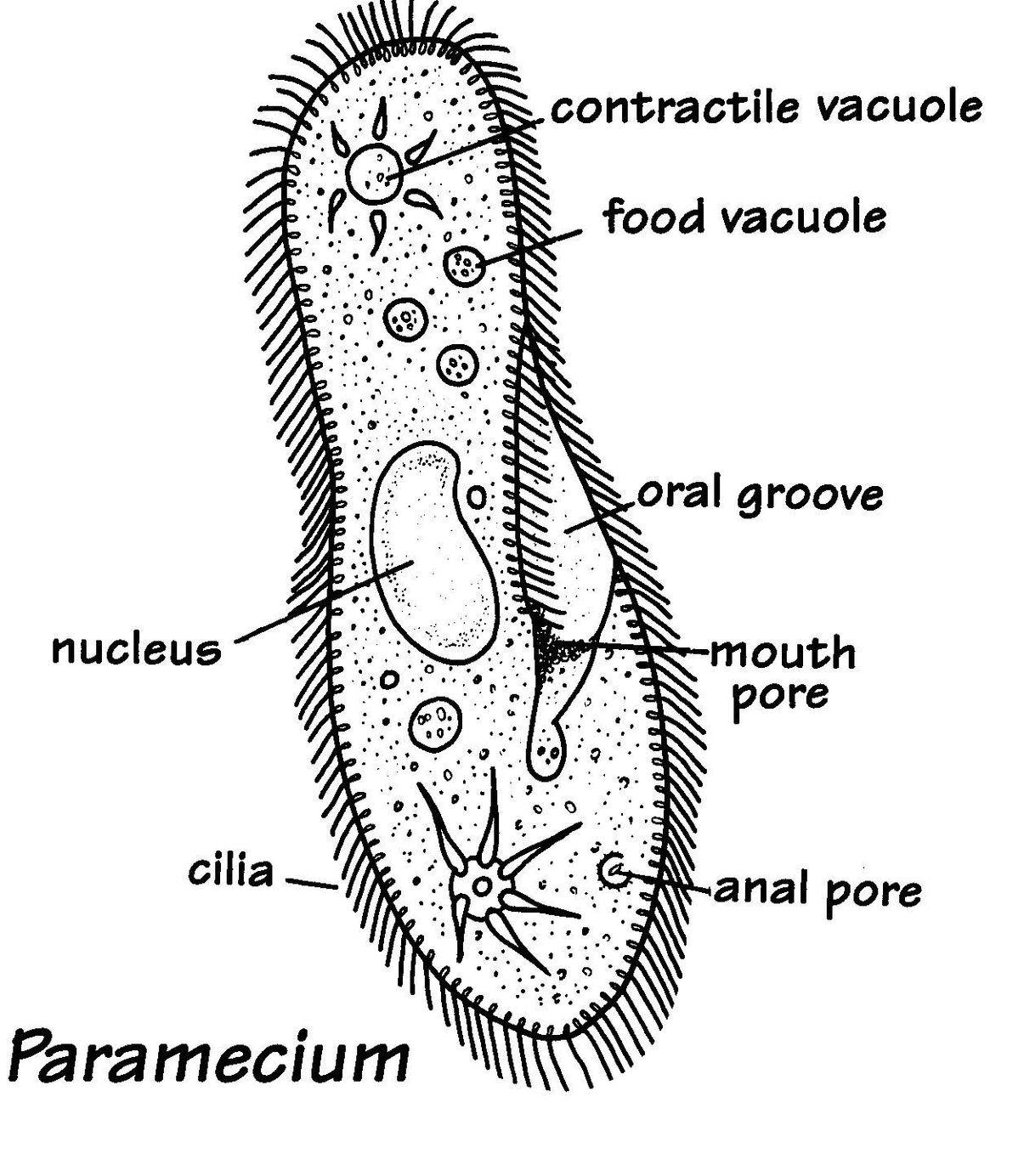 Protista