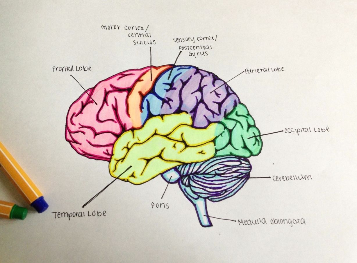 Psychology neuroscience lobes of the brain