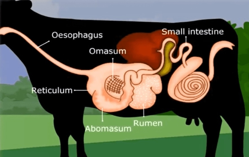 Ruminant Digestive System