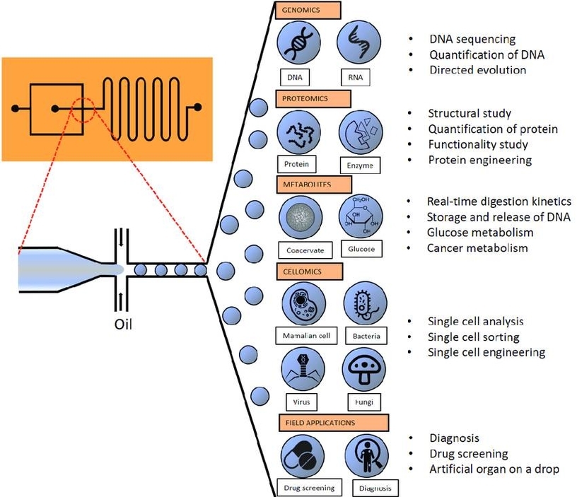 Schematic Diagram Biology