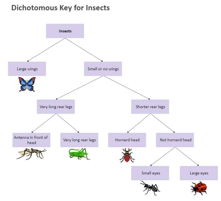 Science Illustration