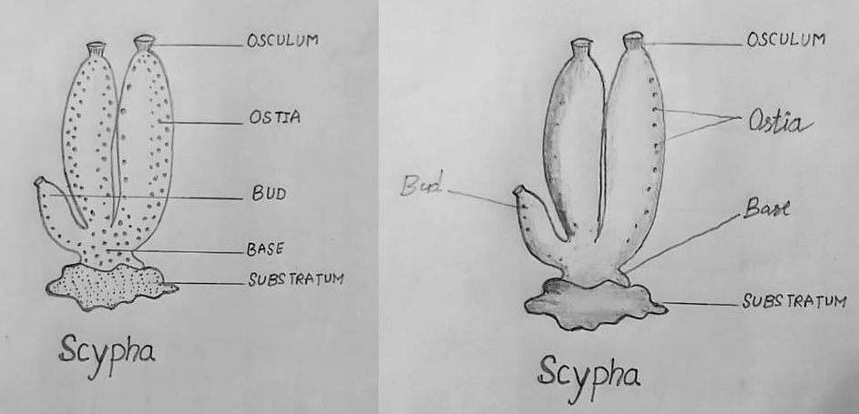 Scypha Biological Drawing