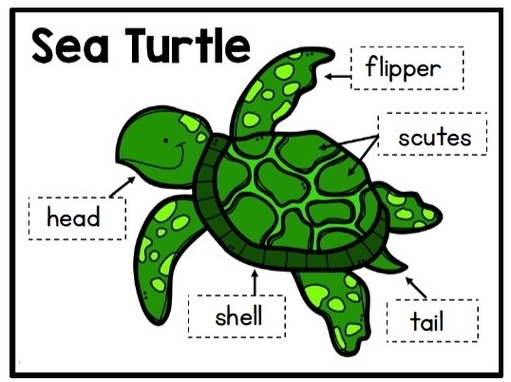 Sea Turtle Diagram