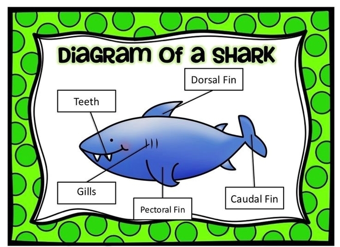 Shark Diagram
