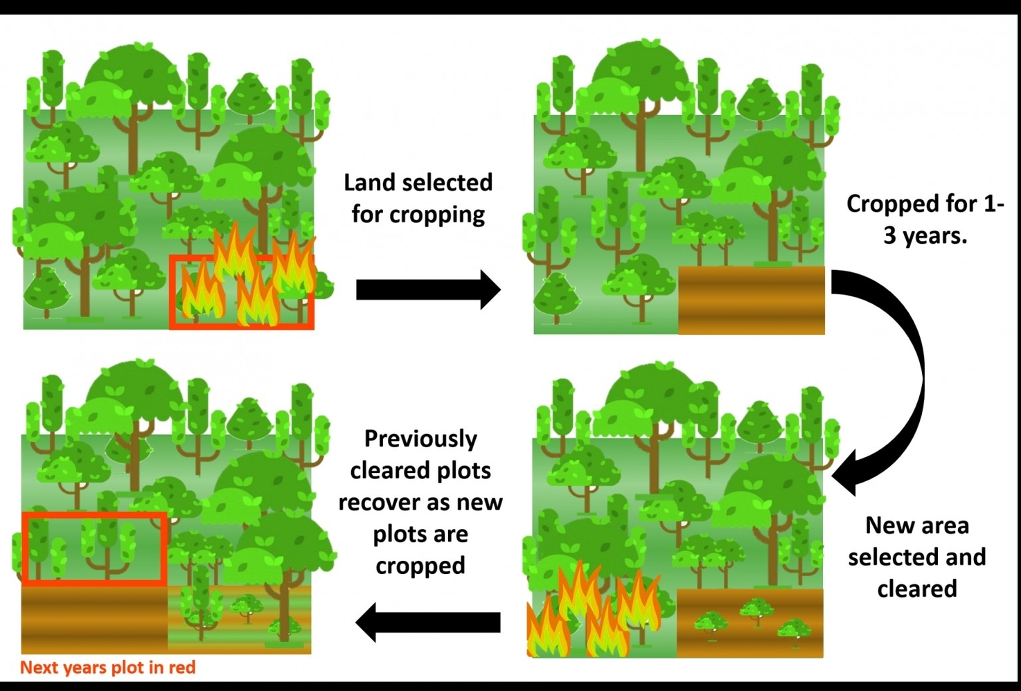 Shifting Cultivation Cycle