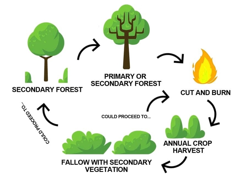 Shifting Cultivation