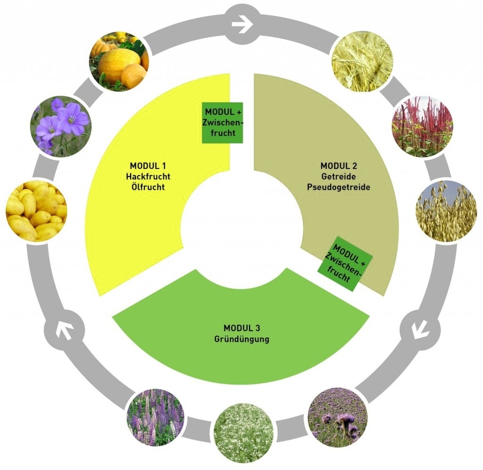 Three Field System Crop Rotation