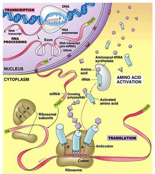 Translation And Transcription In Biology