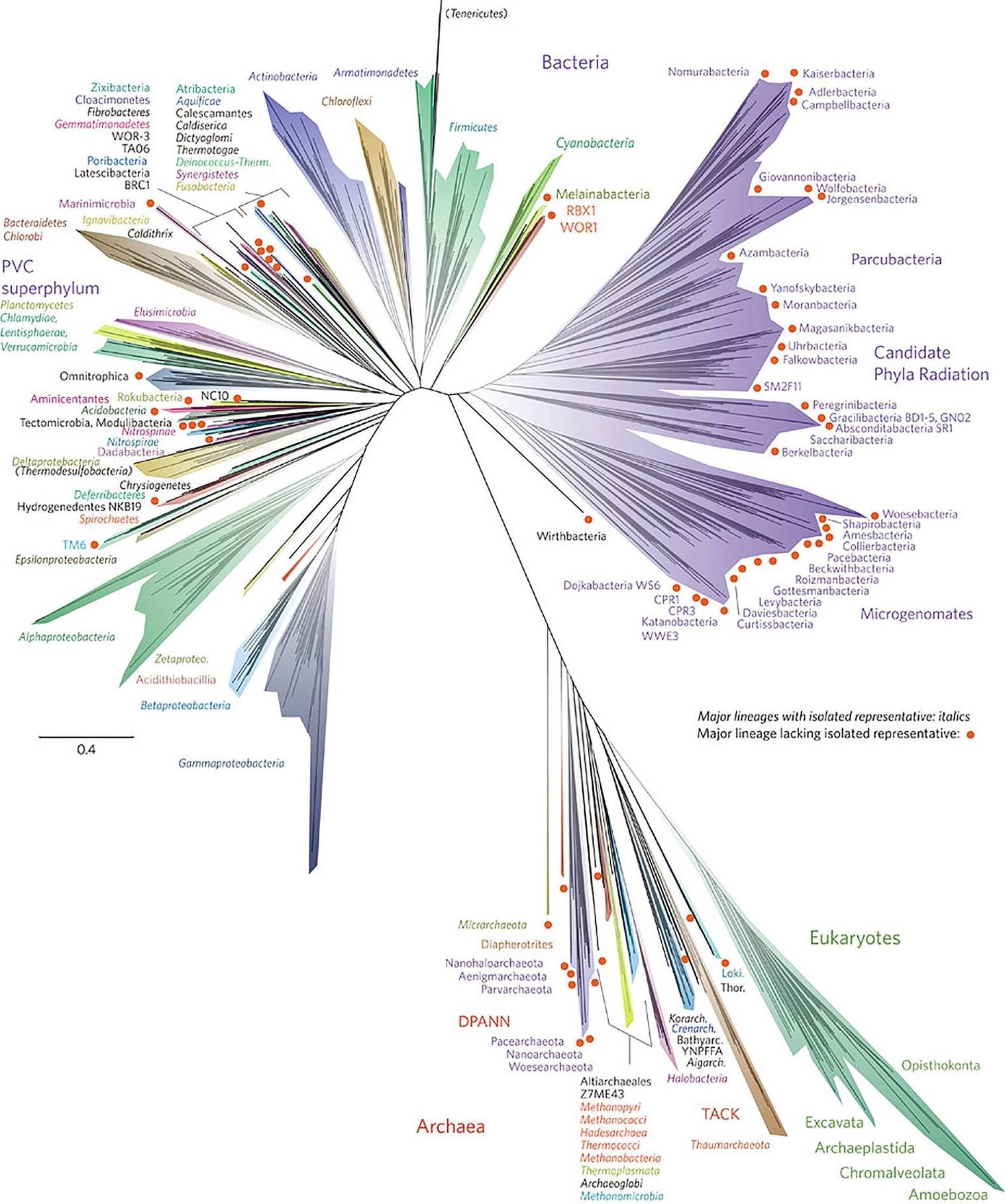 Tree Of Life Diagram