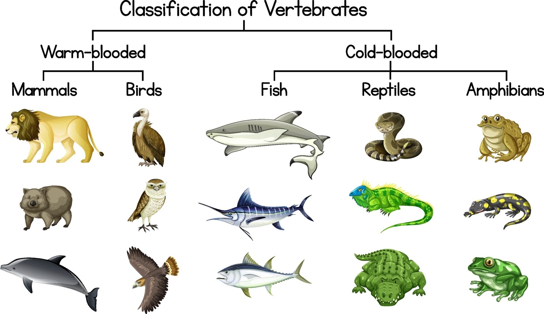 Vertebrates Classification