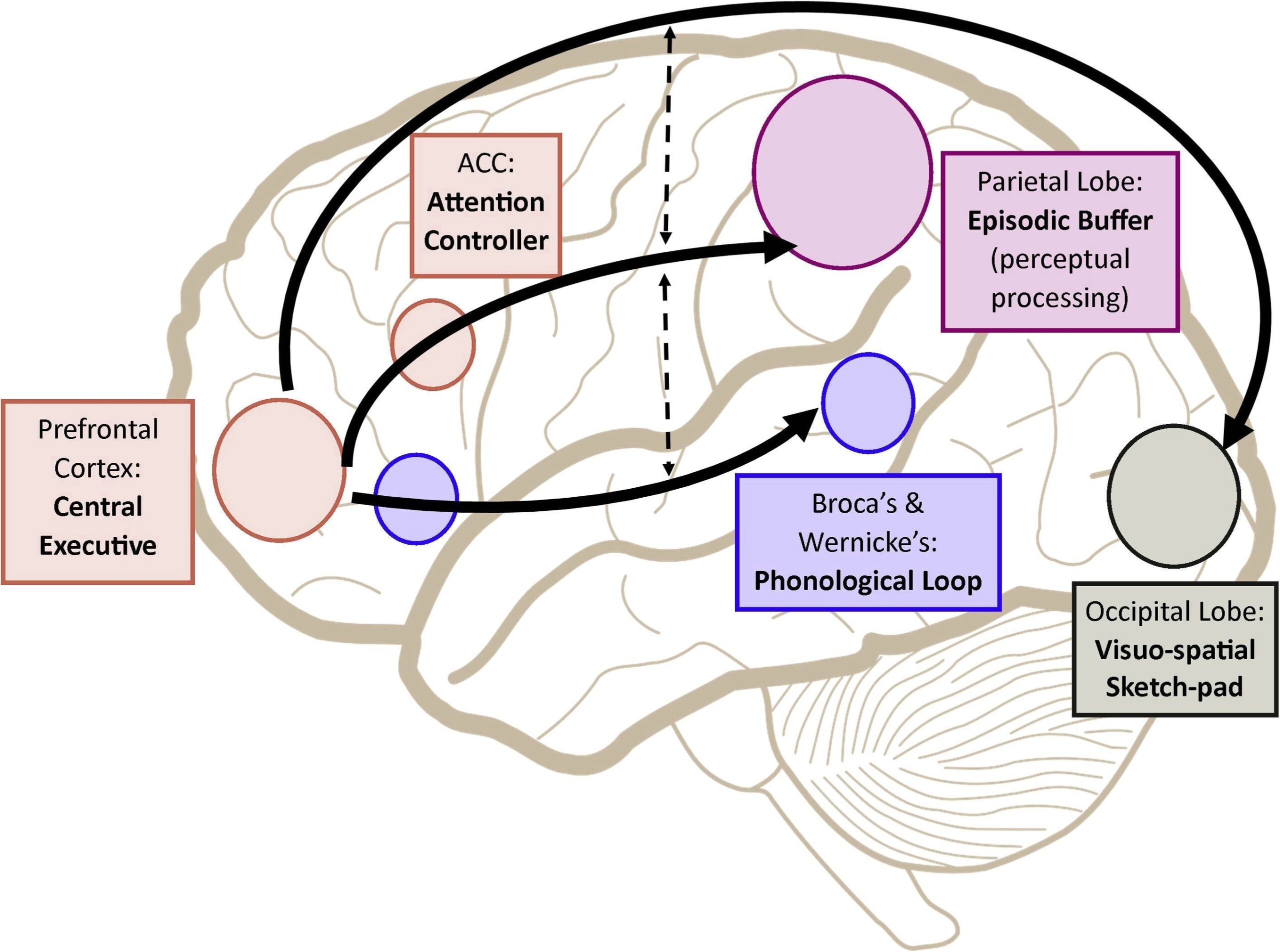 Working Memory From The Psychological And Neurosciences Perspectives A Review