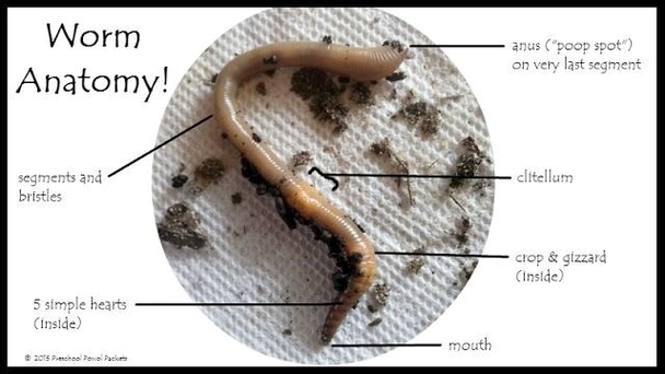 Worm Anatomy Diagram